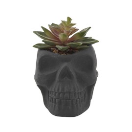 Flora Bunda Faux Succulent in 5X4 Cement Skull, Matt Black