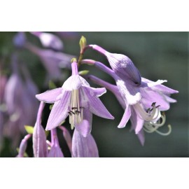 Buy Rare Seeds Hosta longipes | Funkia | Plantain Lily | Rock Hosta | Iwa Giboshi | 10_Seeds