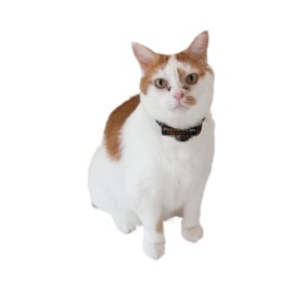 PetSafe Premium Cat Fence Extra Receiver