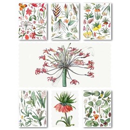 Decoupage Paper Pack (15 Sheets 8"x11") Exotic Flowers Tropical Trees Antique Botannical Book Engraving Illustration HANATABA Vintage Styled Ephemera Pictures for Decoupage Craft and Scrapbooking