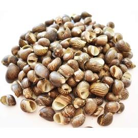 1/2 Lb (300+) Hand Selected Nerita Columbella Shells - Tiny (3/8" - 7/8") Chocolate Brown with Stripes Perfect for Beach Crafts, Nautical Decor, Coastal Cottage Vase Filling