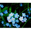 Alaska Wildflower Flower Seed Mix - 5000+ Seeds - Special