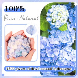 2500 PCS Purple and White Hydrangea Petals 100% Natural Real Flower Petals for Wedding Aisle, Flower Girl Scattering Flowers, Will You Marry Me, Romantic Night, Proposal, Anniversary, Special Night