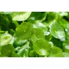 Lowhill Valley Gotu Kola Leaf - Centella asiatica Herbal Tea