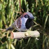 440s Tangoo Ceramic Field Sparrow on Wood, Hanging | TA-17000