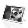1 x Fridge Magnet - Lemur Monkey Head Wildlife #36738