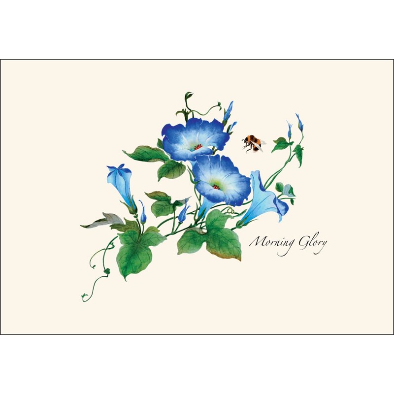 Earth Sky + Water - Morning Glories Notecard Set -
