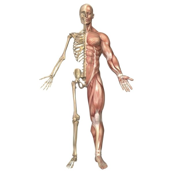 Posterazzi Medical illustration of the human skeleton and muscular system