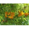 Fresh Silky Oak (Grevillea robusta), 20 seeds