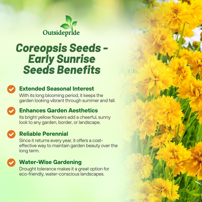 Outsidepride Yellow Early Sunrise Coreopsis Seeds - 500 Seeds Tall,