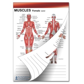 Blue Tree Publishing Anatomy Sticky Note Tabs with Muscle tablet