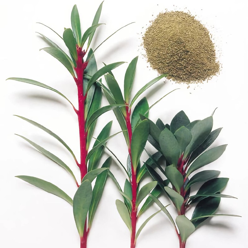 Creative Native Pepperleaf Ground