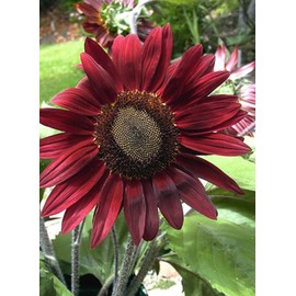 UtopiaSeeds Chocolate Cherry Sunflower Seeds - Beautiful Deep Red Sunflower