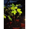 Ficus "Celeste" Fig Tree plant cold hardy not dormant