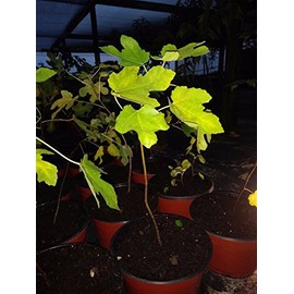 Ficus "Celeste" Fig Tree plant cold hardy not dormant