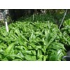 Recao, Culantro, Cilantro ancho, Mexican Coriander (Eryngium foetidum) 200++ Qty