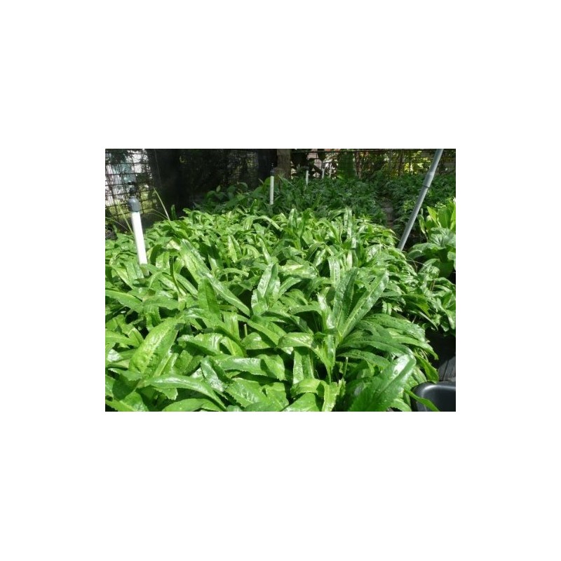 Recao, Culantro, Cilantro ancho, Mexican Coriander (Eryngium foetidum) 200++ Qty