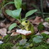 XRI XURUOYI Miniature Small Frog Reading Book,Rabbit Reading Book with