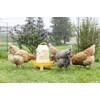 Kerbl Orange 3.0 Litre Plastic Feeder with Feet with Handle