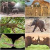 Edition Colibri 24 Animals from Africa Postcard Set (24 Different