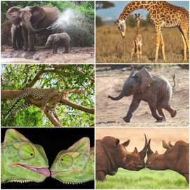 Edition Colibri 24 Animals from Africa Postcard Set (24 Different Animal Postcards) for Collectors, schools or Postcrossing