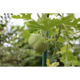 Serendipity Seeds Lagenaria siceraria -Tinda Indian Round Gourd  -All Natural Seeds - 10 seeds