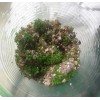 Fredsfish 10 grams Stinging Nettle Seeds (Urtica Dioica) From USA