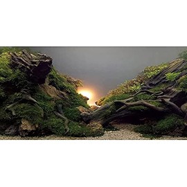 AWERT River Bed & Lake Aquarium Background Sunshine Aquatic Plant Fish Tank Background Vinyl 48x20 inches