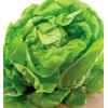 SEEDS Bibb Lettuce Seeds 500+ SEEDS NON-GMO BUY 4 ITEMS