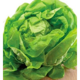 SEEDS Bibb Lettuce Seeds 500+ SEEDS  NON-GMO  BUY 4 ITEMS FREE SHIPPING!!!!!