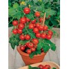 RAISE ME UP: Seeds Red Indoor Dwarf Tomato Determinate Non