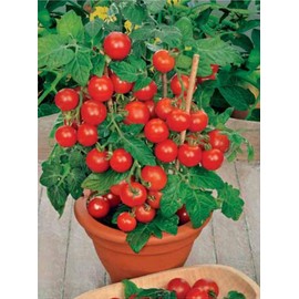 RAISE ME UP: Seeds Red Indoor Dwarf Tomato Determinate Non GMO Heirloom