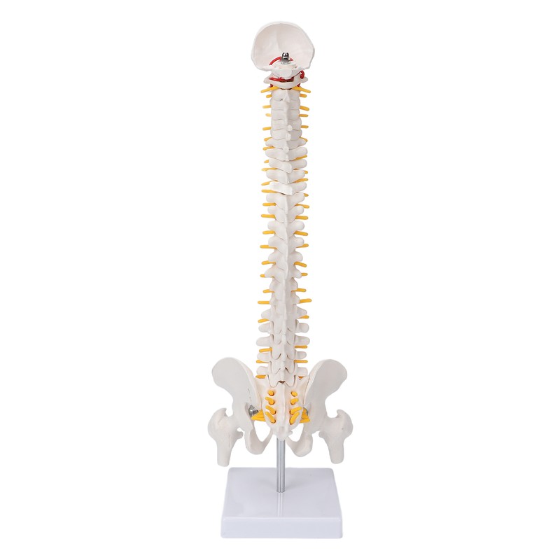 Vertebral Column Model Flexible Spine Caudal Vertebra Anatomical Model with
