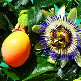 400 Pcs Passion Fruit Flower Seeds for Garden Decor