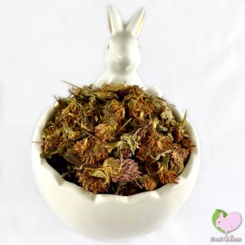 Food4Buns Red Clover Tops,  Bunny Rabbit Guinea Pig Food Treats - 8 oz