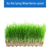 Palouse Brand Certified Glyphosate Residue Free Hard Red Spring Wheat