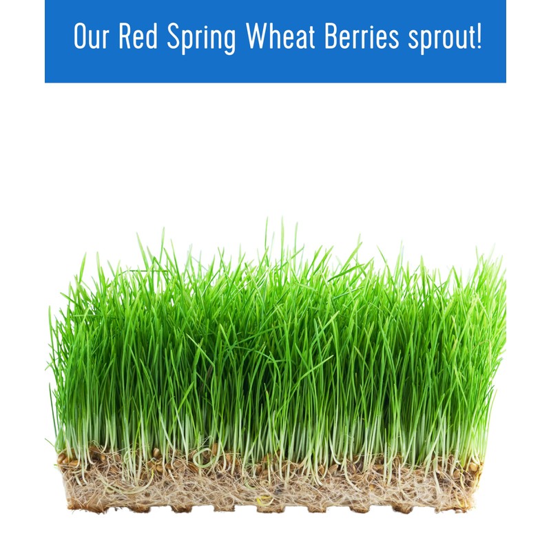 Palouse Brand Certified Glyphosate Residue Free Hard Red Spring Wheat