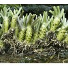 Kameya Premium Grated Wasabi, 1.48 OZ