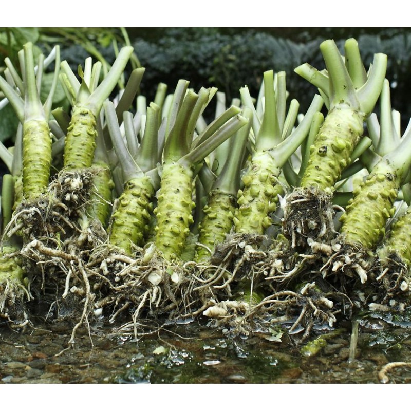 Kameya Premium Grated Wasabi, 1.48 OZ