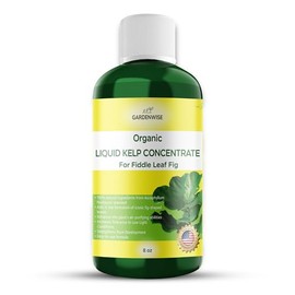 GARDENWISE Fiddle Leaf Fig Plant Food – Liquid Seaweed Kelp Fertilizer for Plants – Made in USA (8 OZ)