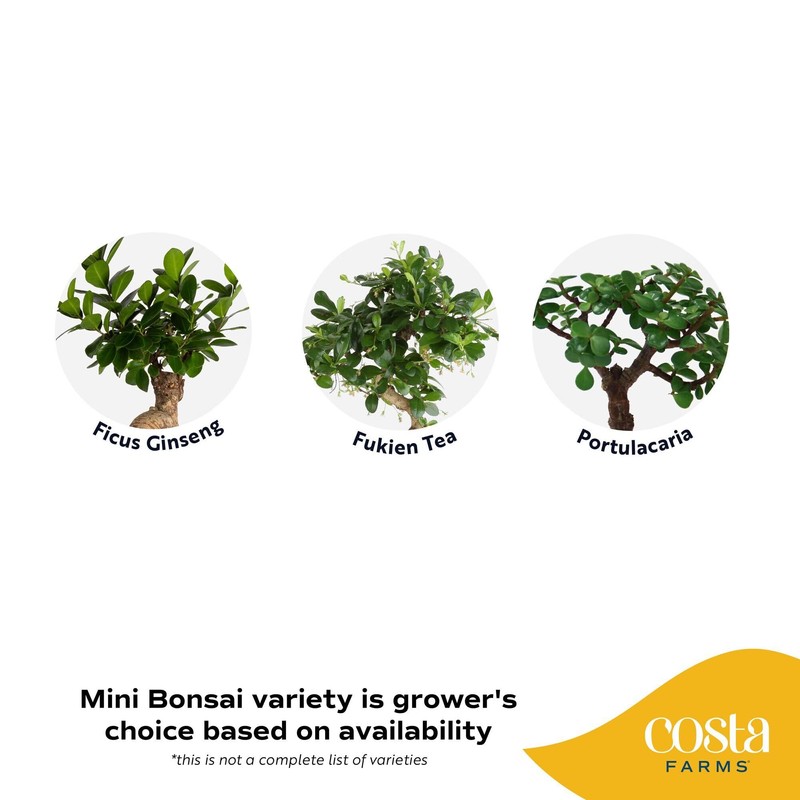 Costa Farms Bonsai Miniature Tree Live Plant in Decorative Pot,