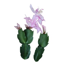 Live Holiday Cactus Plants Thanksgiving Cactus (2pc Thanksgiving Cactus no Root Cutting(Pink-Edged))