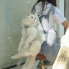 Cat Head Legs Out Carrier Portable Canvas Breathable Lightweight Cat
