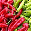 SeedsUP - 30+ Seeds Jalapeno Chili Pepper - Vegetable Green