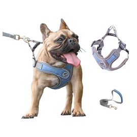 D.QingPei Dog Harness with Leash Set,No Pull Adjustable Vest Harness,Lightweight Easy Walk Dog & Cat Harness,Pet Harnesses Reflective for Puppy Small Medium and Large Dogs and Cats (Blue, M)