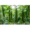 22Day Seeds: Seeds Cucumber Chinese Wonder Open-Pollinated / 60 Days/Non