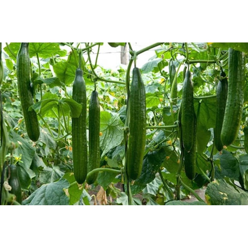 22Day Seeds: Seeds Cucumber Chinese Wonder Open-Pollinated / 60 Days/Non