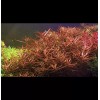 4stems Ludwigia Arcuata Live Freshwater Aquarium Plants Red Purple
