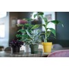 elho B.for Original Round 14 - Flower Pot for Indoor