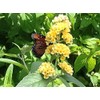 Butterfly Bush Honeycomb - Buddliea x weyeriana Hybrid - Live